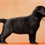 Kayla-female-Labradr-puppy-for-sale-5