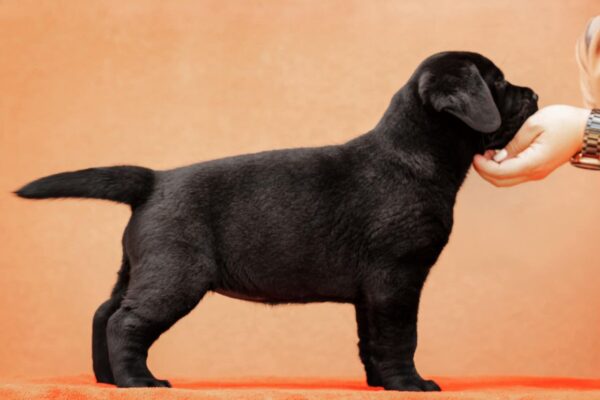 Kayla Labrador Retriever Kayla Labrador Retriever