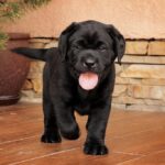 Kayla-female-Labradr-puppy-for-sale-6