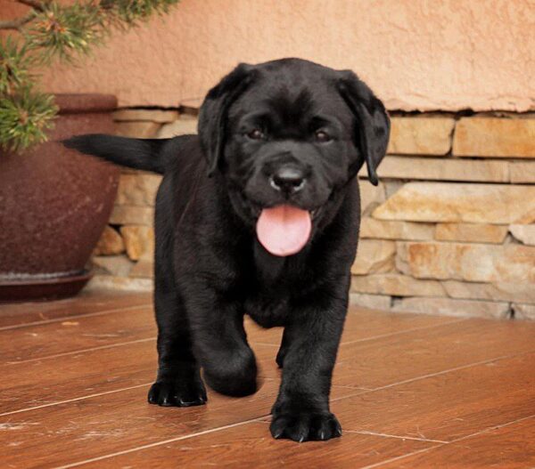 Kayla Labrador Retriever Kayla Labrador Retriever