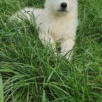 Kayrat-male-White-Swiss-Shepherd-puppy-for-sale-1
