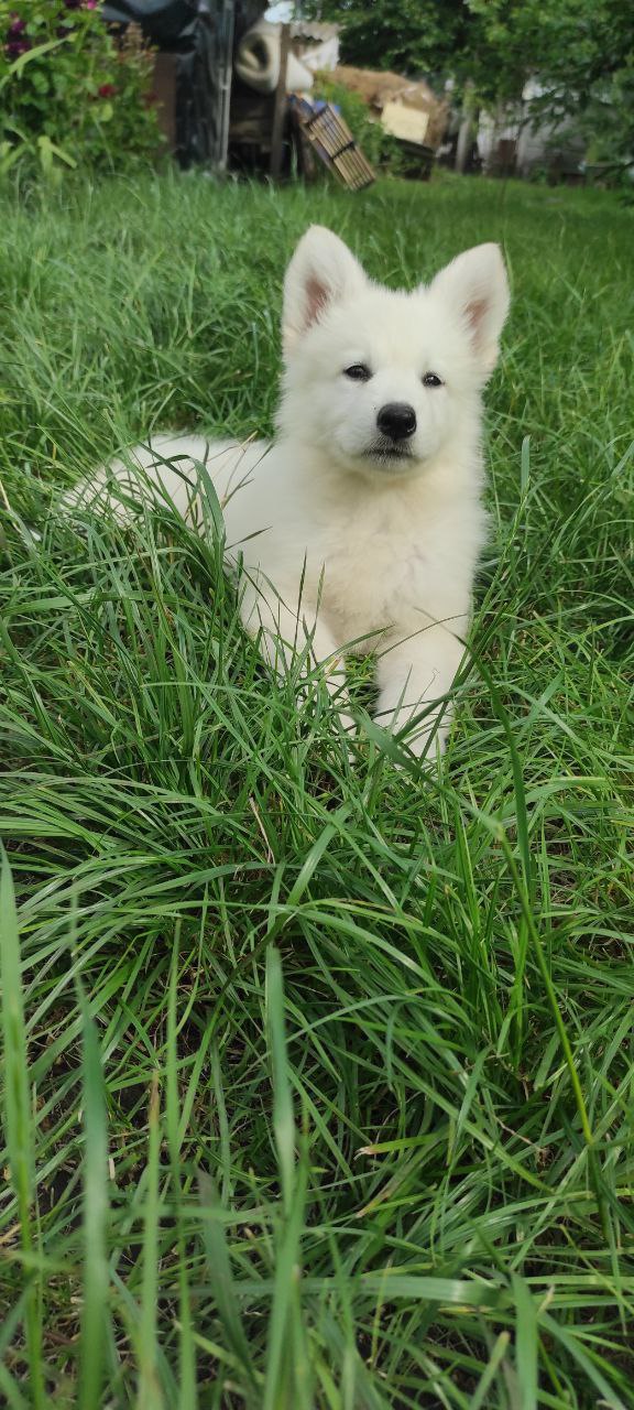 Kayrat White Swiss Shepherd Kayrat White Swiss Shepherd