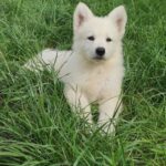 Kayrat-male-White-Swiss-Shepherd-puppy-for-sale-2
