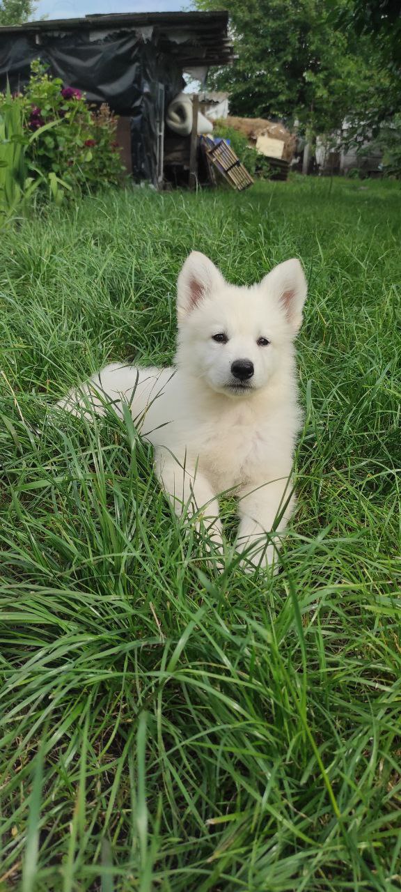 Kayrat White Swiss Shepherd Kayrat White Swiss Shepherd