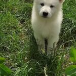 Kayrat-male-White-Swiss-Shepherd-puppy-for-sale-3