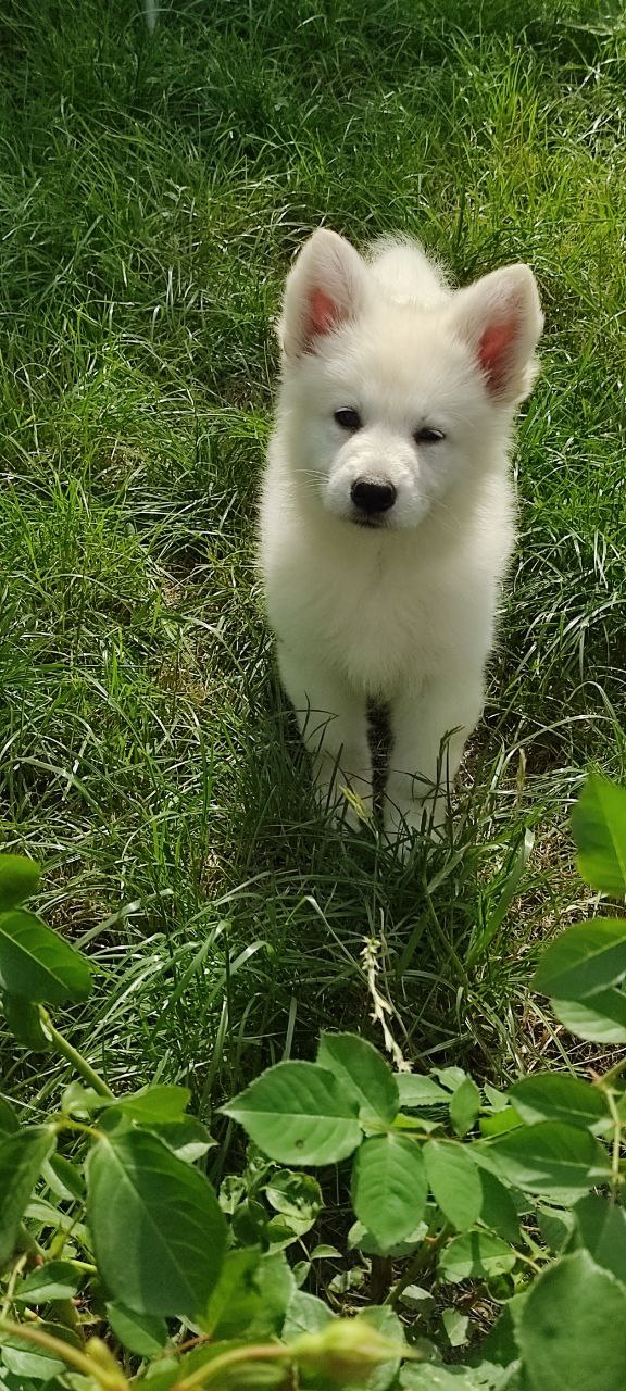 Kayrat White Swiss Shepherd Kayrat White Swiss Shepherd