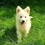 Lili White Swiss Shepherd