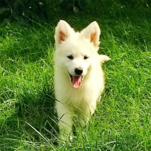 Kayrat White Swiss Shepherd