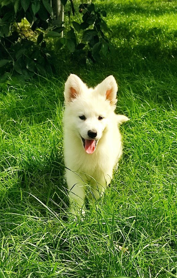 Kayrat White Swiss Shepherd Kayrat White Swiss Shepherd