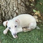 Koks-male-Italian-sighthound-puppy-for-sale-1 (1)