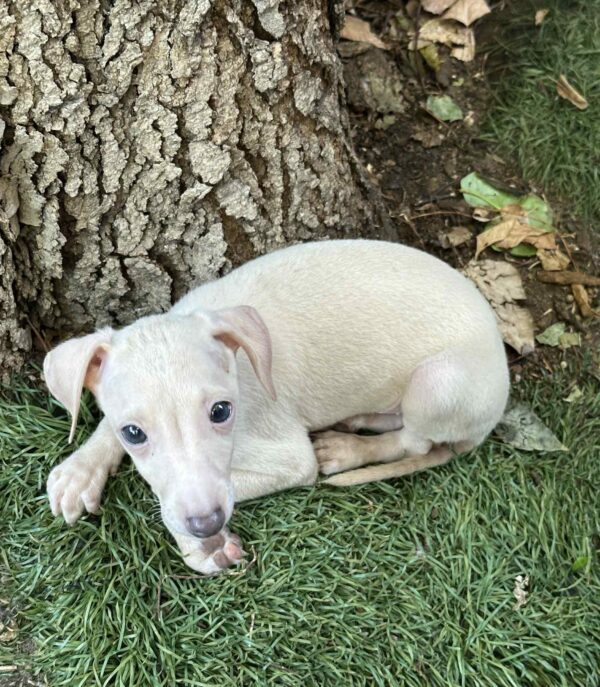 Koks Italian Greyhound Koks Italian Greyhound