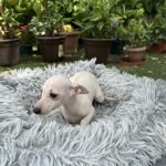 Koks-male-Italian-sighthound-puppy-for-sale-1 (2)