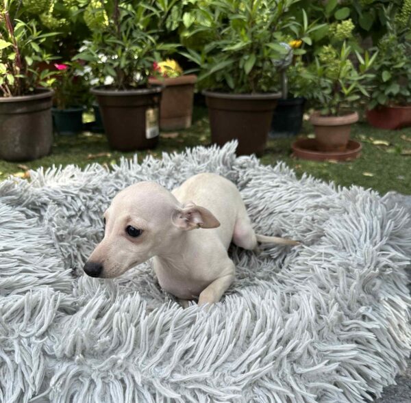 Koks Italian Greyhound Koks Italian Greyhound