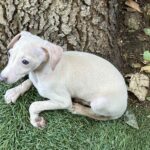Koks-male-Italian-sighthound-puppy-for-sale-1 (3)