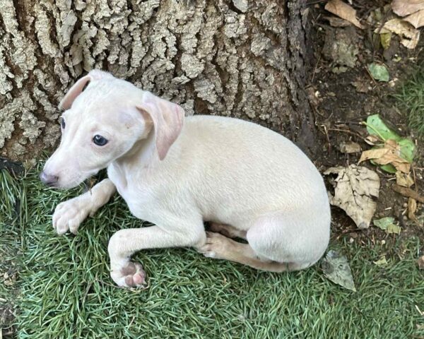 Koks Italian Greyhound Koks Italian Greyhound