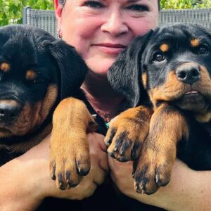 Rhea and Roxy Rottweiler