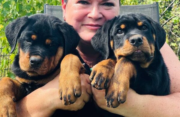 Rhea and Roxy Rottweiler Rhea and Roxy Rottweiler