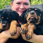 Litter-female-Rottweiler-puppy-for-sale-2