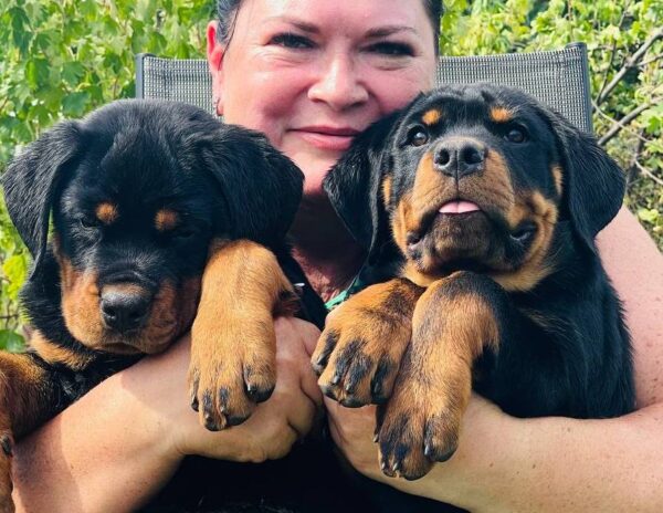 Rhea and Roxy Rottweiler Rhea and Roxy Rottweiler