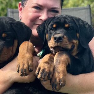 Rhea and Roxy Rottweiler