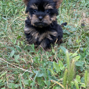 Louie Yorkshire Terrier