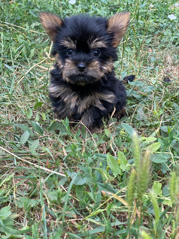 Louie Yorkshire Terrier