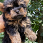 Louie-male-Yorkshire-Terrier-puppy-for-sale-2