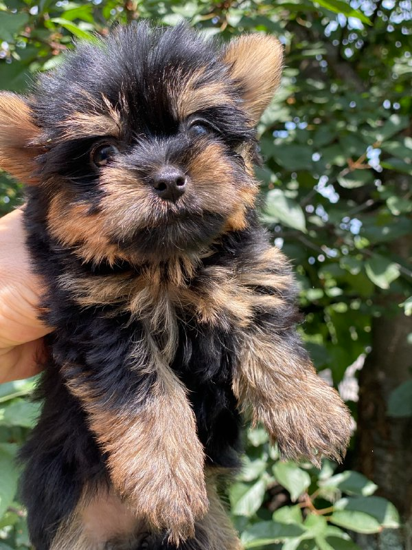Louie Yorkshire Terrier