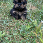 Louie-male-Yorkshire-Terrier-puppy-for-sale-3