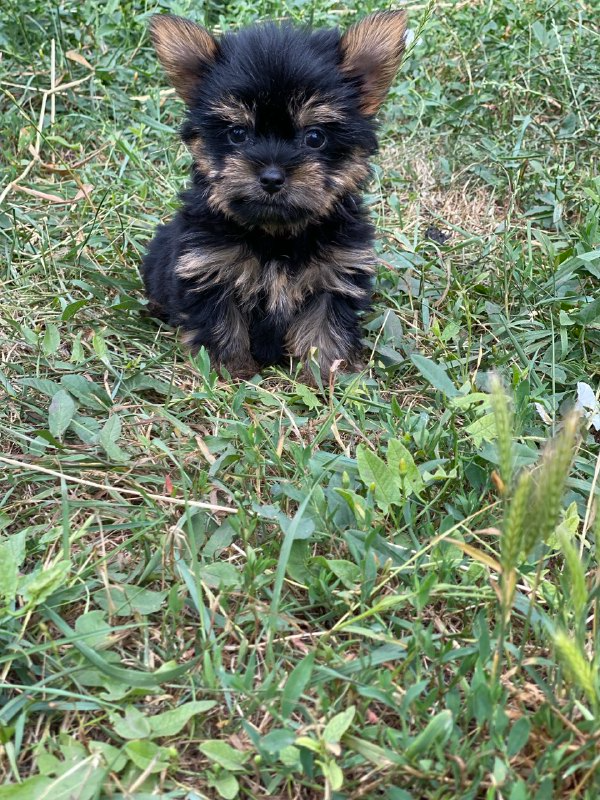 Louie Yorkshire Terrier