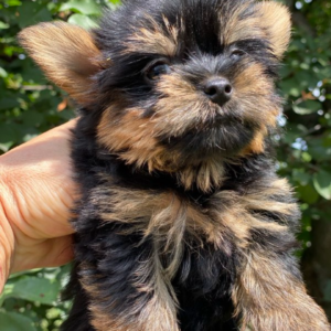 Louie Yorkshire Terrier