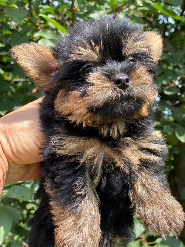 Louie Yorkshire Terrier