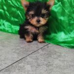 Luxio-male-Yorkshire-Terrier-puppy-for-sale-1