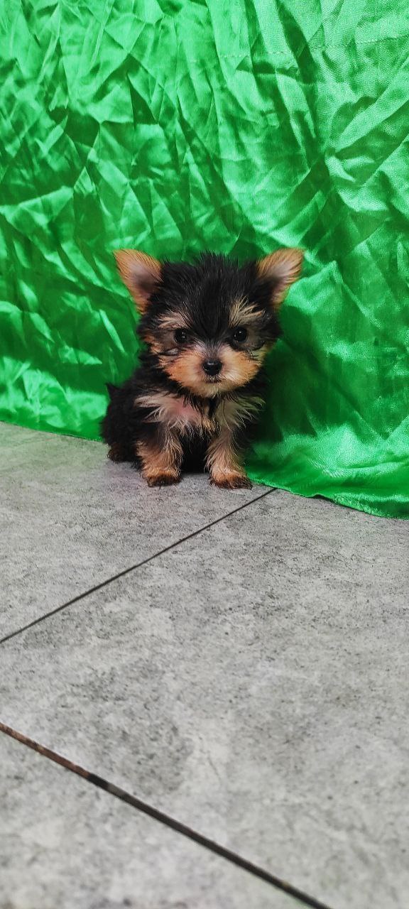 Luxio Yorkshire Terrier