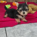 Luxio-male-Yorkshire-Terrier-puppy-for-sale-2
