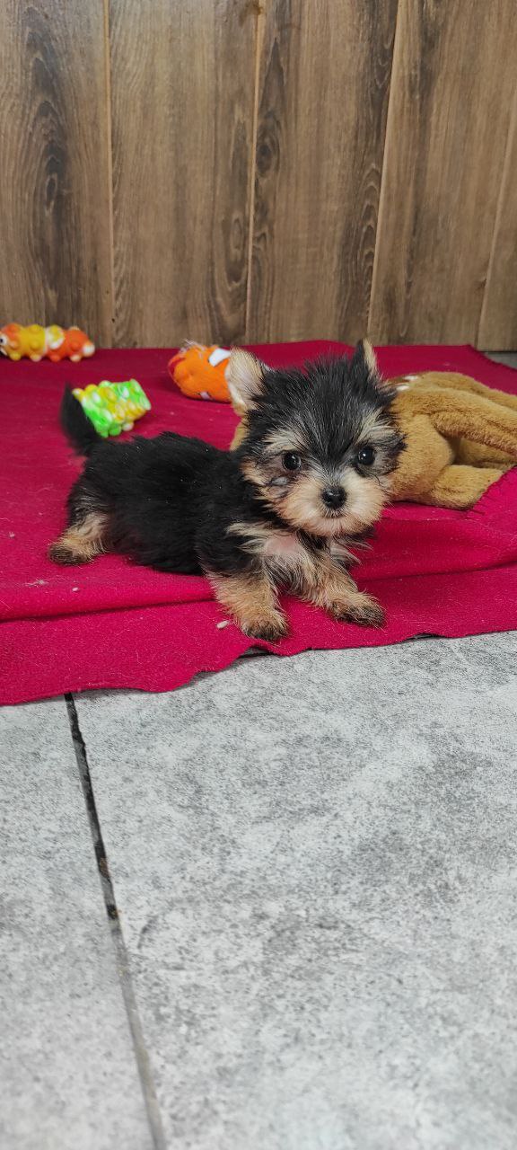 Luxio Yorkshire Terrier