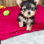 Luxio-male-Yorkshire-Terrier-puppy-for-sale-3