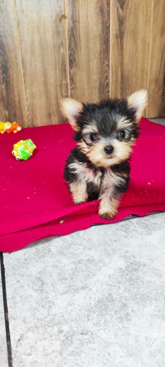 Luxio Yorkshire Terrier