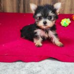 Luxio-male-Yorkshire-Terrier-puppy-for-sale-4