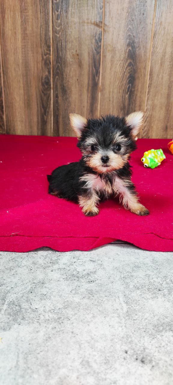 Luxio Yorkshire Terrier