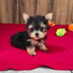 Louie Yorkshire Terrier