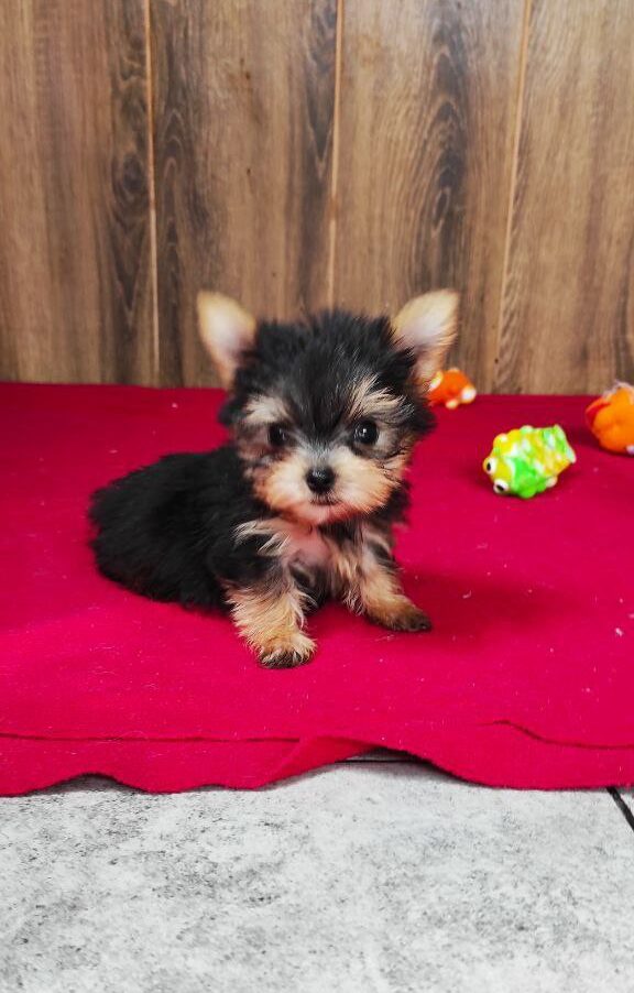 Luxio Yorkshire Terrier