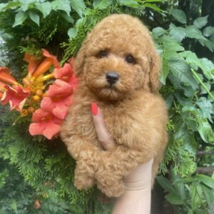 Margy Toy Poodle Margy Toy Poodle