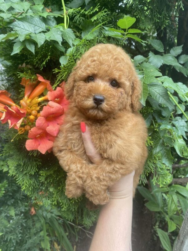 Margy Toy Poodle Margy Toy Poodle