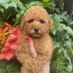 Margy-female-Toy-Poodle-puppy-for-sale-2