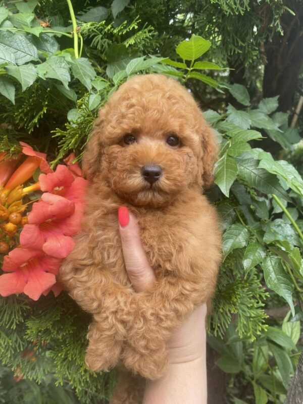 Margy Toy Poodle Margy Toy Poodle