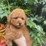Margy-female-Toy-Poodle-puppy-for-sale-3
