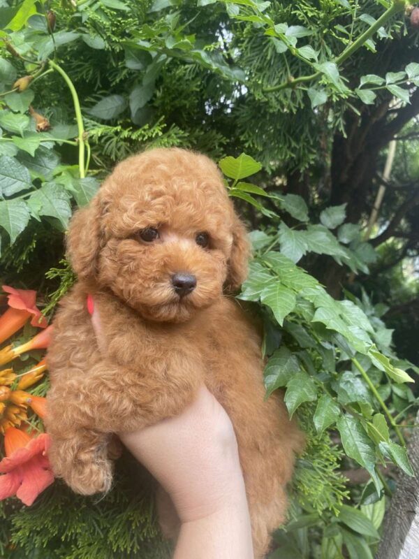 Margy Toy Poodle Margy Toy Poodle