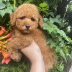 Margy-female-Toy-Poodle-puppy-for-sale-4