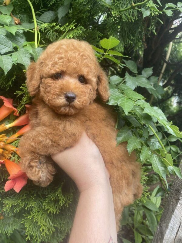 Margy Toy Poodle Margy Toy Poodle